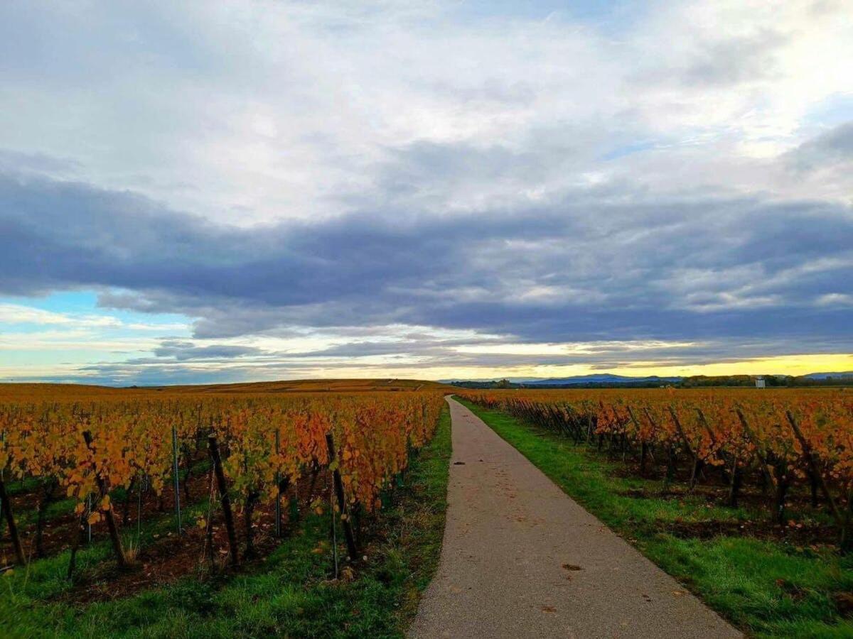 3 Stars Domaine Des Vignes - Kaysersberg Vignoble Sigolsheim Eksteriør billede